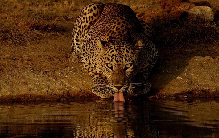 Tea, Wildlife & Tides
