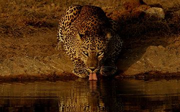 Why Visit Sri Lanka?
