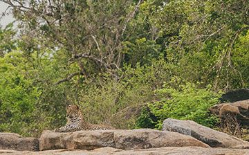Top 5 Wildlife Experiences in Sri Lanka