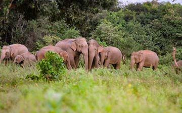 Best Places to See Wild Elephants in Sri Lanka