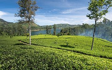 A Guide to The Pekoe Trail