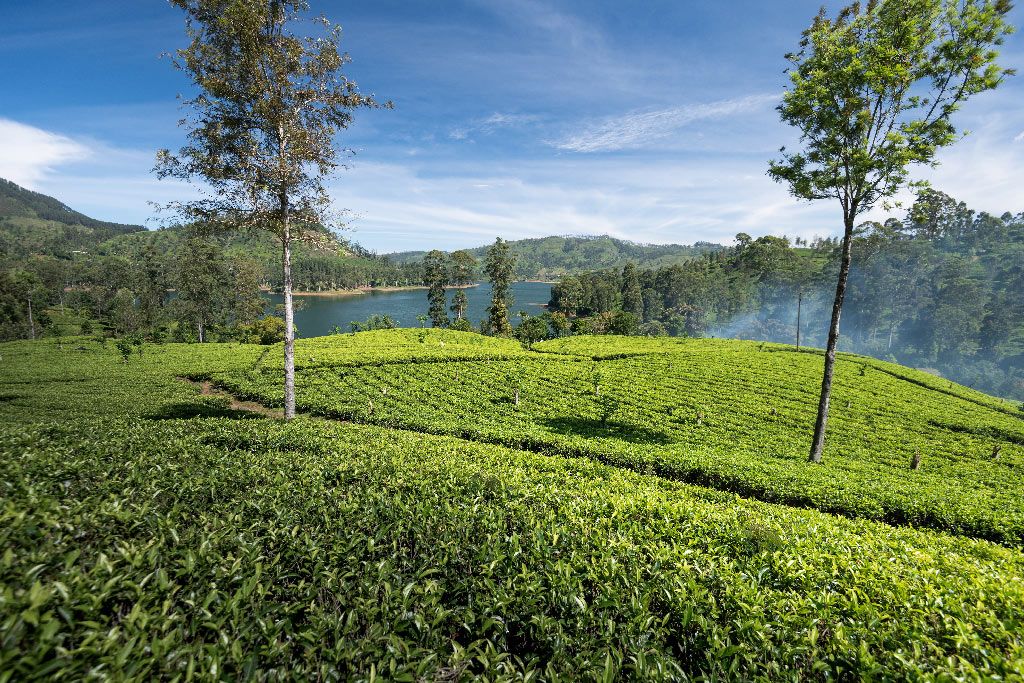 A Guide to The Pekoe Trail