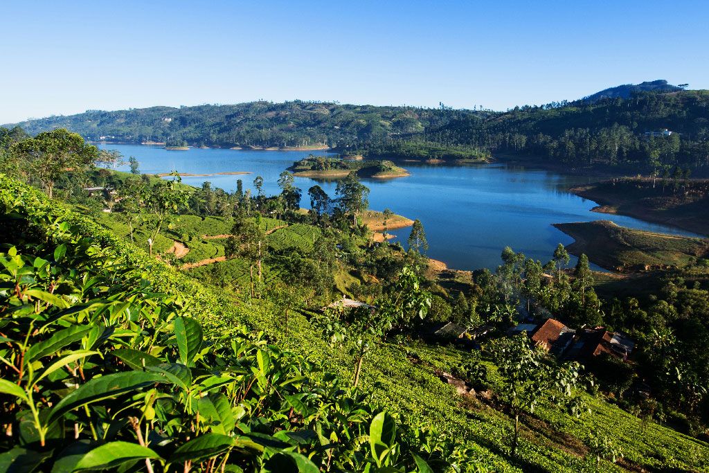 A Guide to The Pekoe Trail