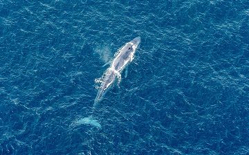 A Guide to Whale Watching in Sri Lanka