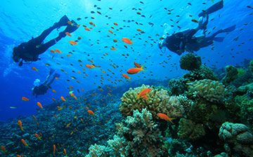 Top 5 Spots for Snorkelling & Scuba Diving in Sri Lanka
