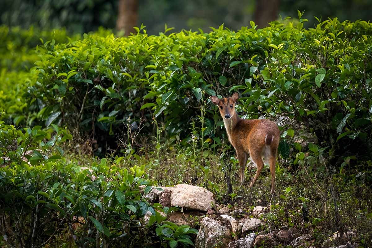 Top 5 Scenic Walking Trails in Sri Lanka