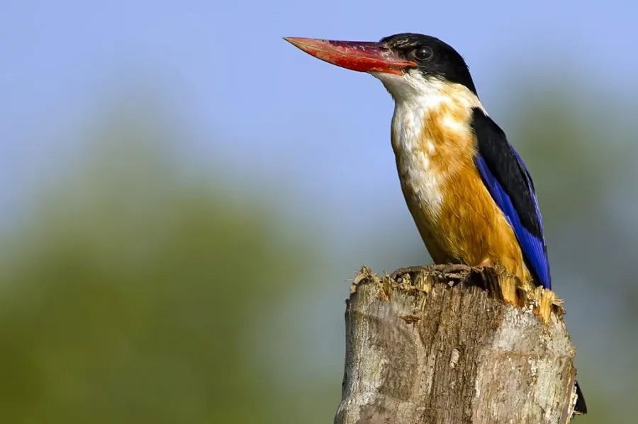 Rare black-capped kingfisher