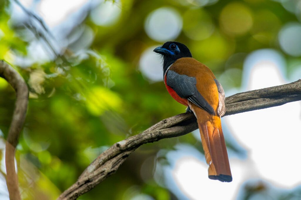 Malabar trogon