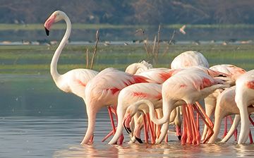 A Guide to Birdwatching in Sri Lanka