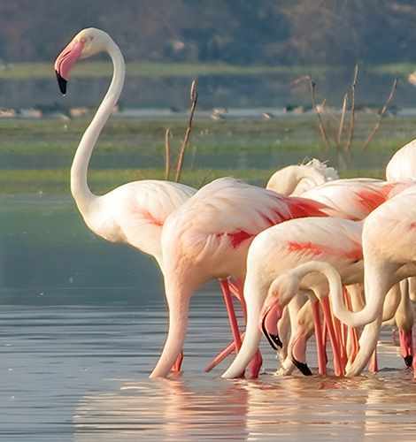 A Guide to Birdwatching in Sri Lanka