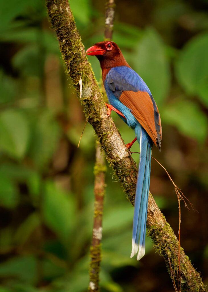 blue-magpie