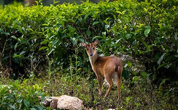 Top 5 Scenic Walking Trails in Sri Lanka