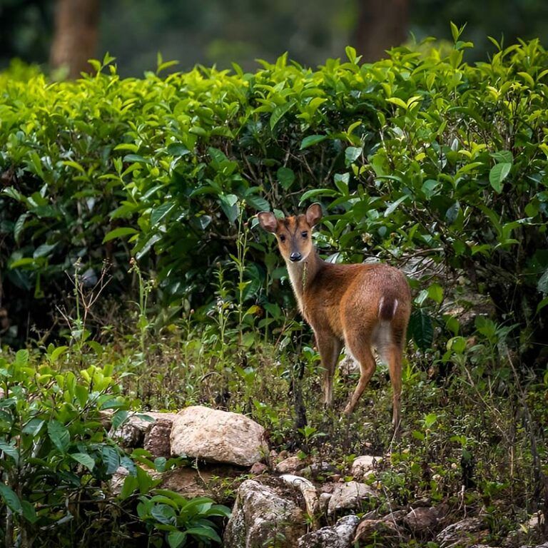 Top 5 Scenic Walking Trails in Sri Lanka